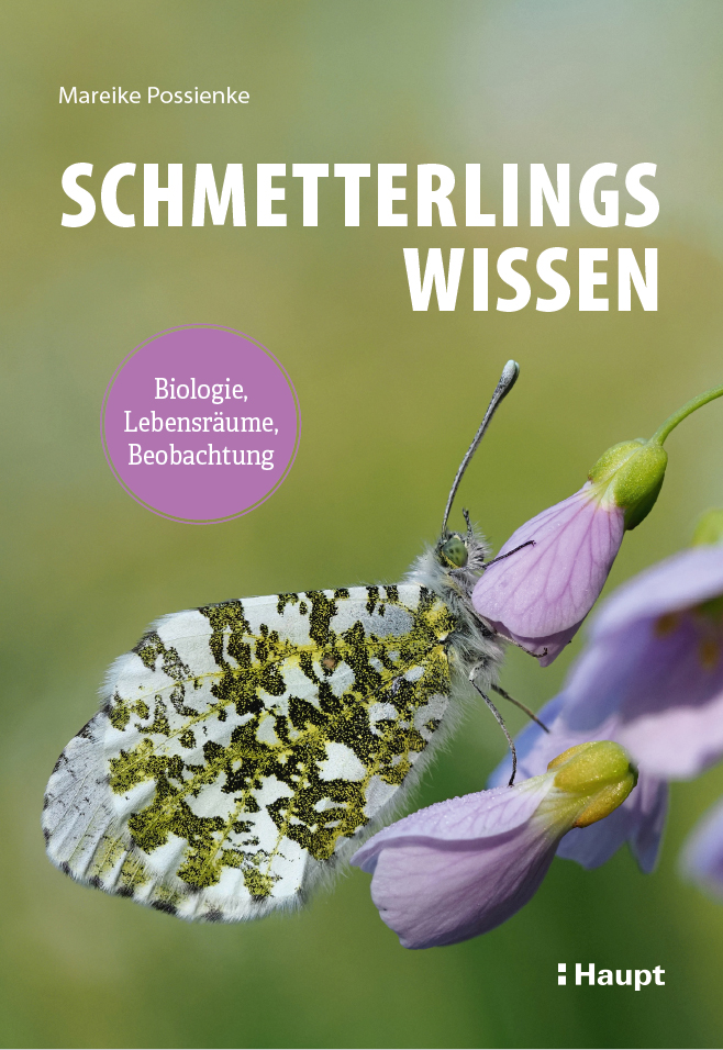 Schmetterlingswissen Naturalium.de